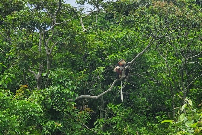 Hiking in Tropical Forest of Son Tra - 3hours Version - Explore Son Tra Peninsula