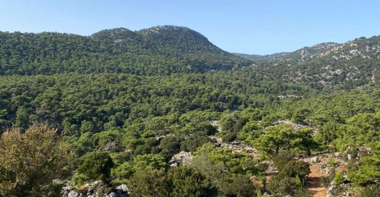 Hiking Kroustas Forest - Experience Highlights
