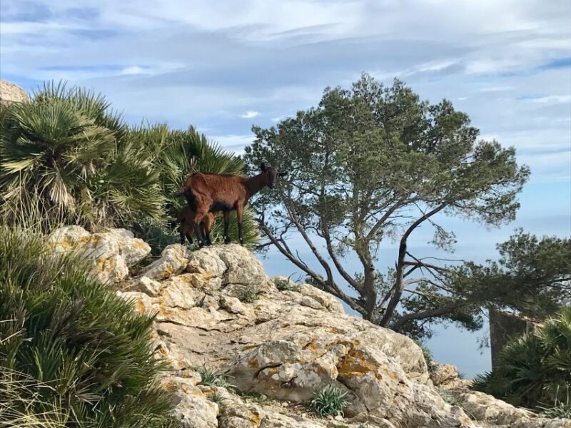 Hiking on Alcúdia Peninsula - Who Should Think Twice