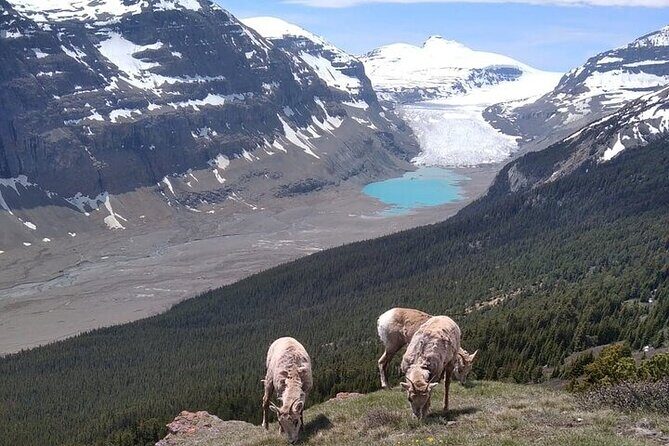 Hiking the Columbia Icefields Region with Your Private Guide - Good To Know
