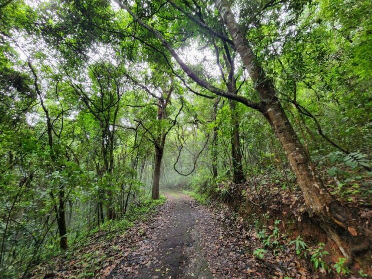 Hiking to Doi Suthep Peak& Delectable Cuisine & Wat Pha Lat. - Exploring Wat Pha Lat