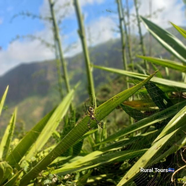 Hiking to Pico Da Antonia Mountain - Good To Know