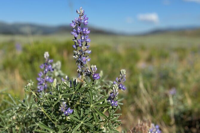 Hiking Tour: Hidden Gems | West Yellowstone | PRIVATE + Lunch - Food & Comfort