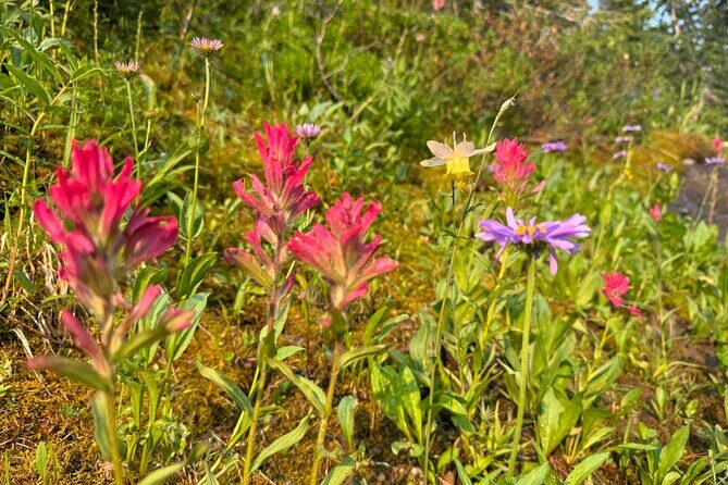 Hiking Tour: Hidden Gems | West Yellowstone | PRIVATE + Lunch - Who Should Book This Tour?