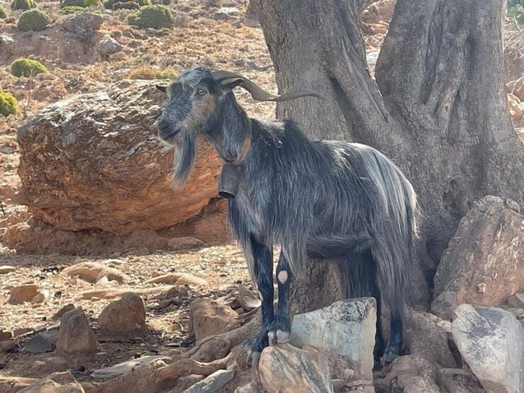 Hiking Tour in Unspoilt Crete: Nopigia-Agios Vasilios - Good To Know