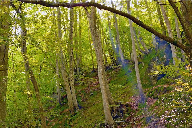 Hiking Tour Lost in the Forest - Natural Wonders Encounter