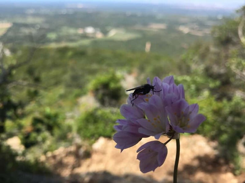 Hiking Tour to Top of Arrabida Mountain - An In-Depth Look at the Arrabida Mountain Hiking Experience