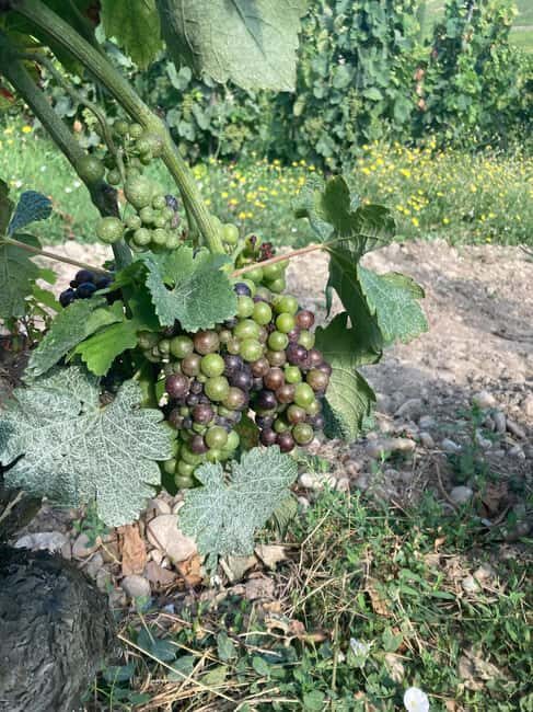 Hiking & Wine between Côte-Rôtie and Condrieu - Good To Know