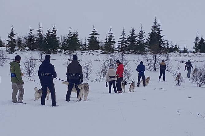 Hiking With Husky in Akureyri - Tour Overview