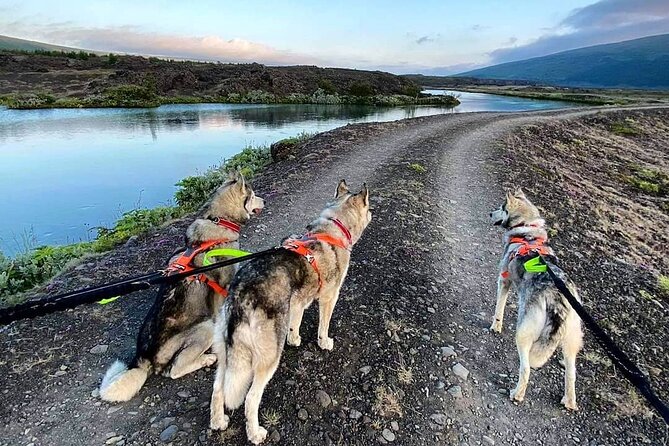 Hiking With Husky in Akureyri (Private) - Private Tour for Personalized Experience
