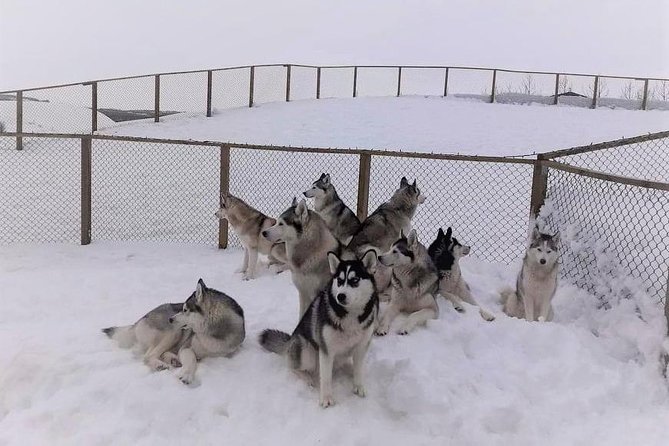 Hiking With Husky in Akureyri (Private) - The Sum Up