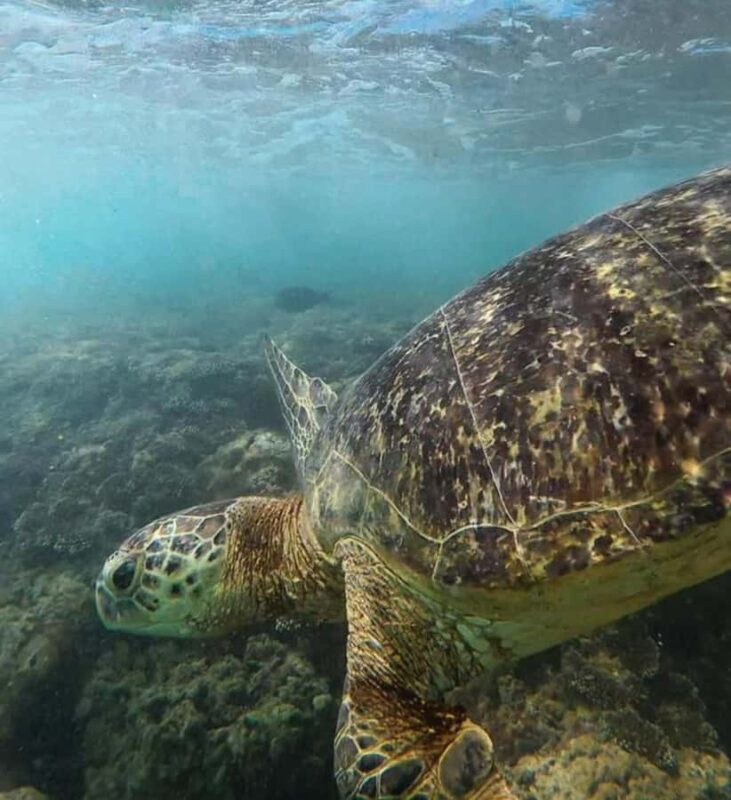 Hikkaduwa: Amazing Snorkeling with Coral, Fish & Turtles - Who Should Consider This Tour?