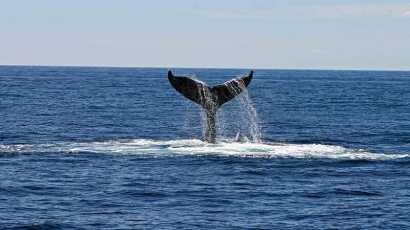 Hikkaduwa/Galle/Ahangama: Whale Watching Tour in Mirissa - Good To Know