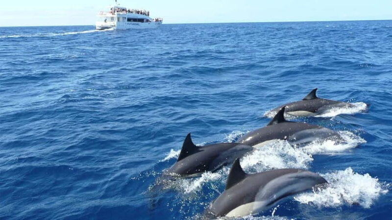 Hikkaduwa/Galle/Ahangama: Whale Watching Tour in Mirissa - What to Expect on the Whale Watching Tour