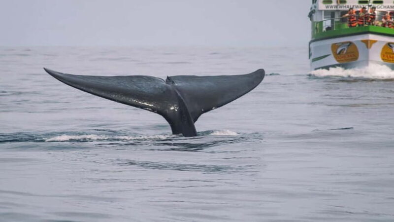 Hikkaduwa/Galle/Ahangama: Whale Watching Tour in Mirissa - Practical Tips for the Tour