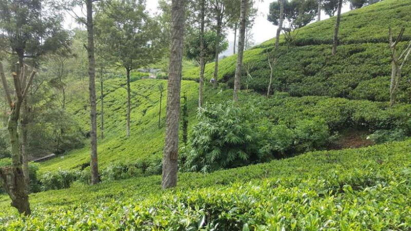 Hikkaduwa/Galle/Weligama/Mirissa: Day Trip to Ella Highlands - Good To Know