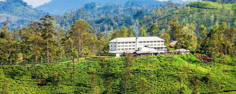 Hikkaduwa/Galle/Weligama/Mirissa: Day Trip to Ella Highlands - Authentic Experiences and Real Traveler Insights