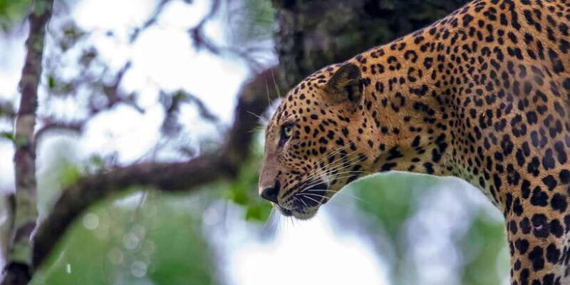 Hikkaduwa/Galle/Weligama/Mirissa/Tangalle: Yala Safari Tour - An In-depth Look at the Yala Safari Tour