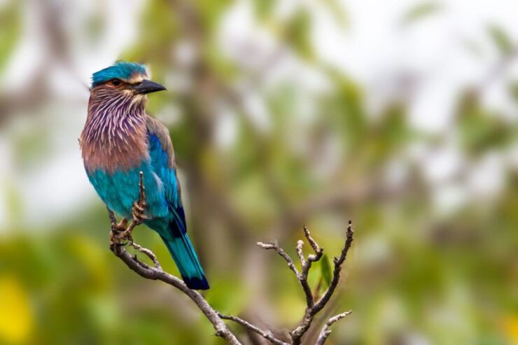 Hikkaduwa/Galle/Weligama/Mirissa: Yala National Park Safari - Booking and Cancellation Policies