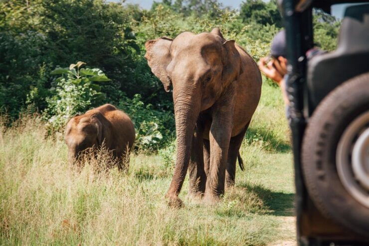 Hikkaduwa/Galle/Weligama/Mirissa: Yala National Park Safari - Highlights of the Yala National Park Safari