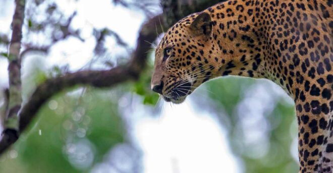 Hikkaduwa/Galle/Weligama/Mirissa: Yala National Park Safari - Wildlife Sightings and Experiences