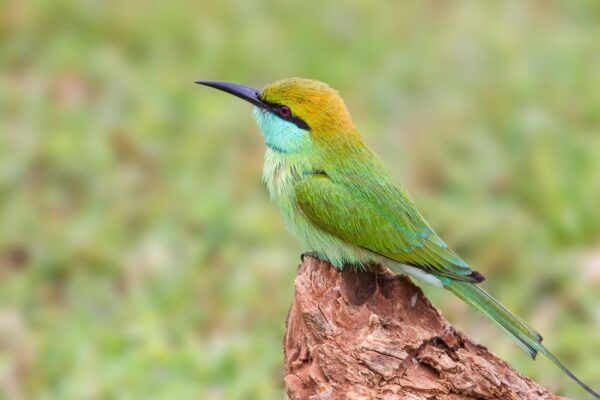 Hikkaduwa/Galle/Weligama/Mirissa: Yala National Park Safari - Common Questions