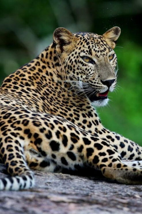 Hikkaduwa/Galle: Yala National Park Jeep Safari Day Tour - Safari Experience Highlights