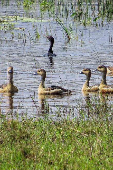 Hikkaduwa: Udawalawe National Park Safari With Hotel Pickup - Safari Itinerary
