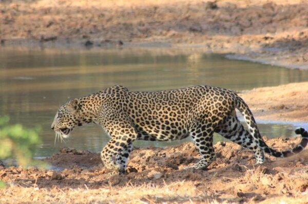 Hikkaduwa: Udawalawe & YALA Safaris + Lunch, Drop Off: Ella - Child Pricing