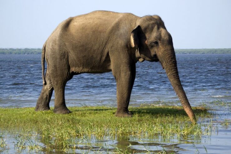 Hikkaduwa: Yala National Park Jeep Safari Private Day Tour - Tour Details