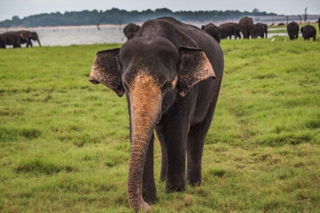 Hikkaduwa: Yala National Park Jeep Safari Private Day Tour - Booking Information