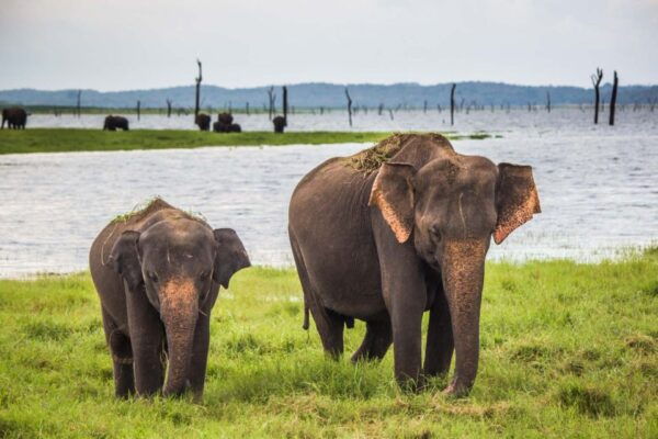 Hikkaduwa: Yala National Park Jeep Safari Private Day Tour - Common Questions