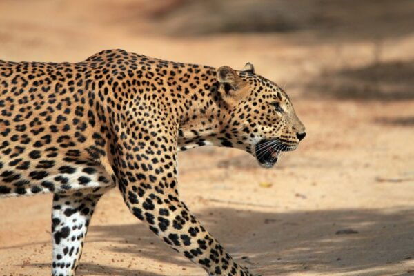 Hikkaduwa: Yala National Park Jeep Safari Private Day Tour - The Sum Up