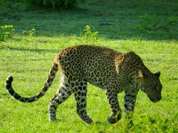Hikkaduwa: Yala National Park Safari With Hotel Pickup - Important Travel Information