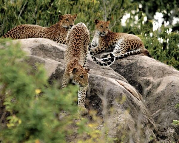 Hikkaduwa: Yala National Park Safari With Hotel Pickup - Frequently Asked Questions