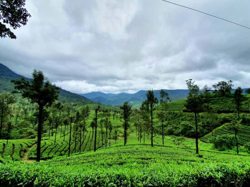 Hill Country of Sri Lanka in 3 Days Private Tour with Hotels - Who Will Love This Tour?