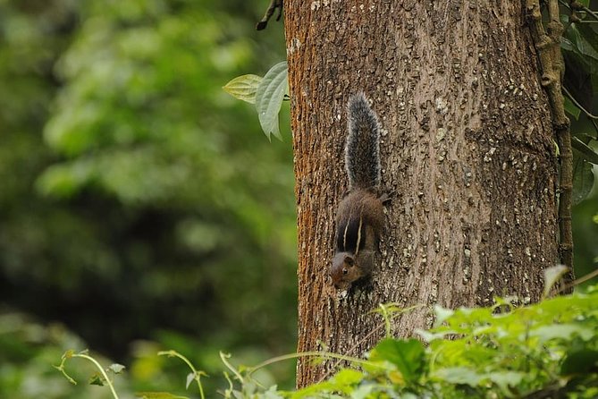 Hill Station Tour From Coimbatore to Valparai - Inclusions