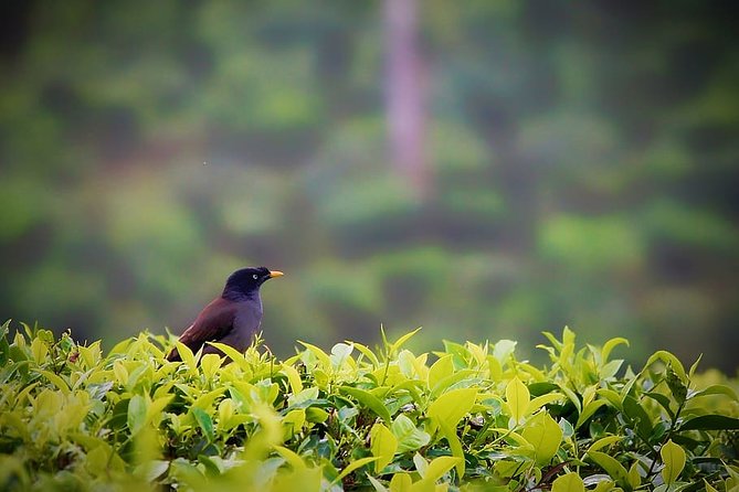 Hill Station Tour From Coimbatore to Valparai - Meeting and Pickup
