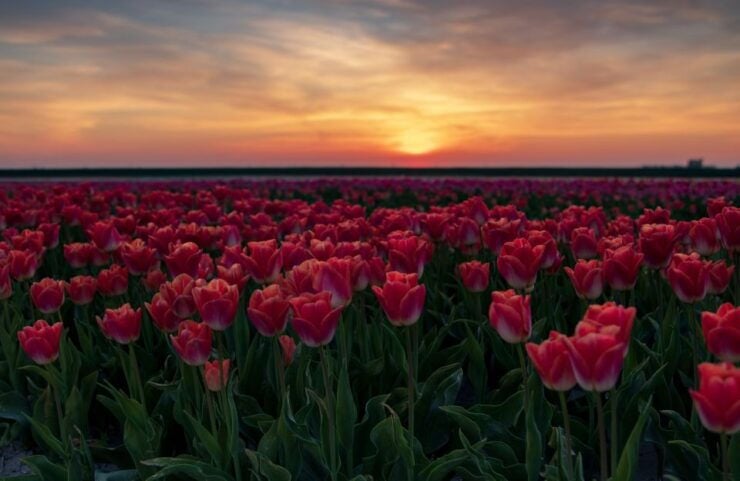 Hillegom: Guided E-Bike Tour at Sunset Near Keukenhof - Experience