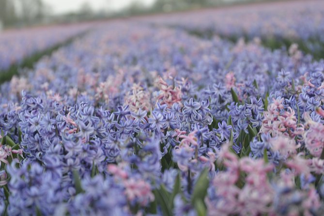 Hillegom Private Tulip Photo Shoot Tour  - Haarlem - Pricing and Availability for the Tour