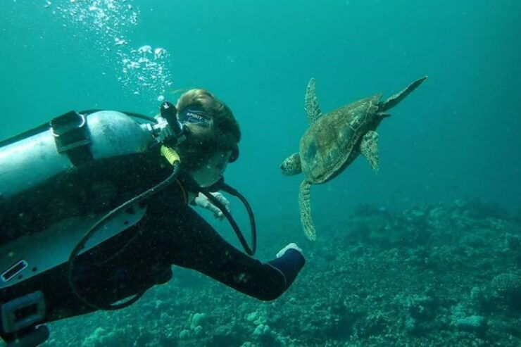 Hilo: 1-Tank Certified Beach Dive at Sea Turtle Cove - Activity Details