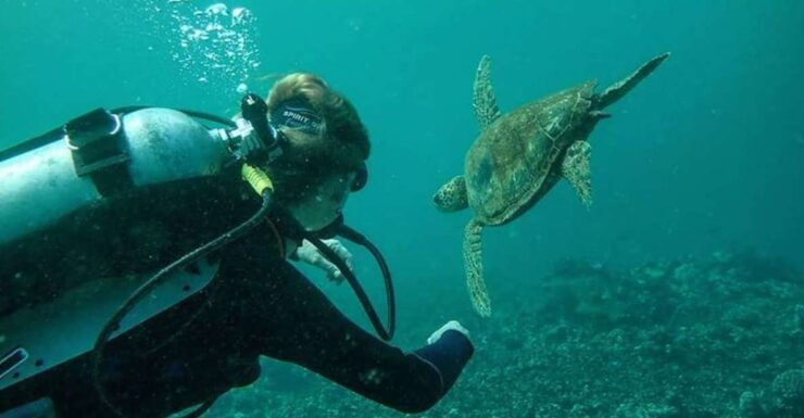 Hilo: 1-Tank Certified Beach Dive at Sea Turtle Cove - Experience