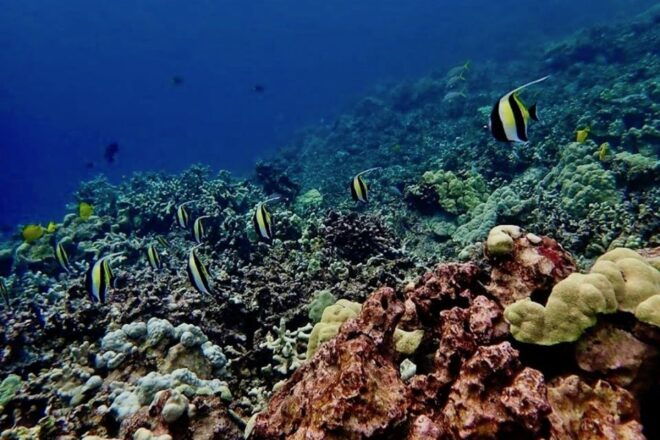 Hilo: 1-Tank Certified Beach Dive at Sea Turtle Cove - Live Tour Guide