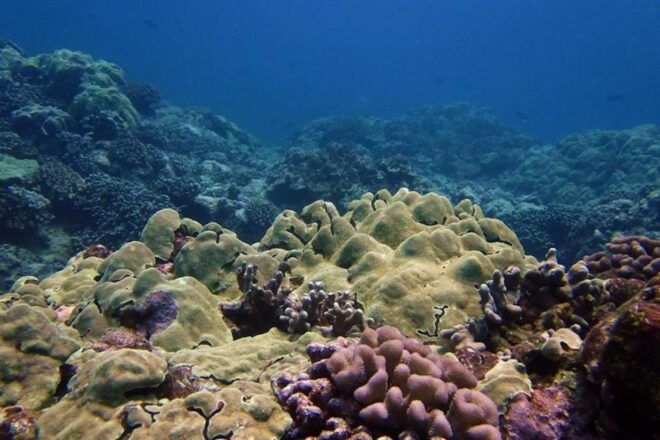 Hilo: 1-Tank Certified Beach Dive at Sea Turtle Cove - Customer Reviews