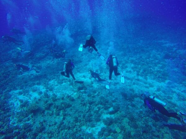 Hilo: 1-Tank Certified Beach Dive at Sea Turtle Cove - Free Cancellation