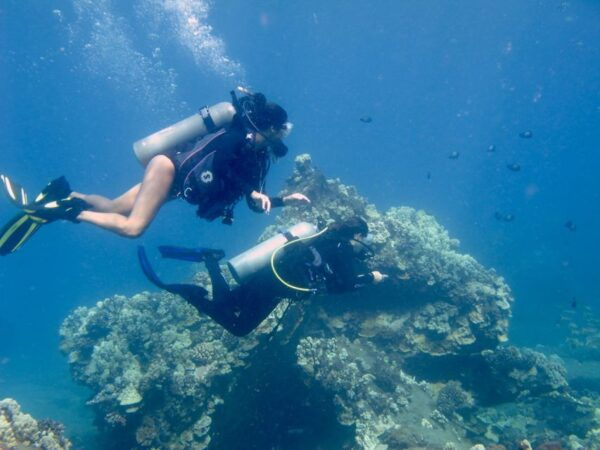Hilo: 1-Tank Certified Beach Dive at Sea Turtle Cove - Common Questions