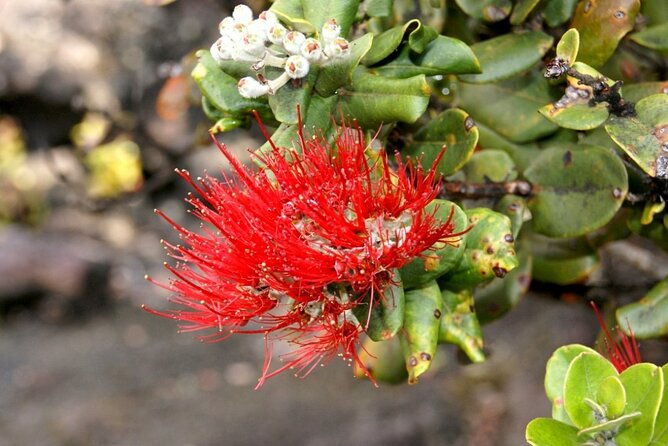 Hilo and Volcano National Park Tour a Cruise Ship Excursion w/PU - Good To Know