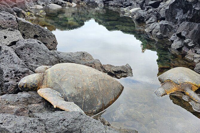 Hilo and Volcano National Park Tour for Cruise Passengers at port - Good To Know  