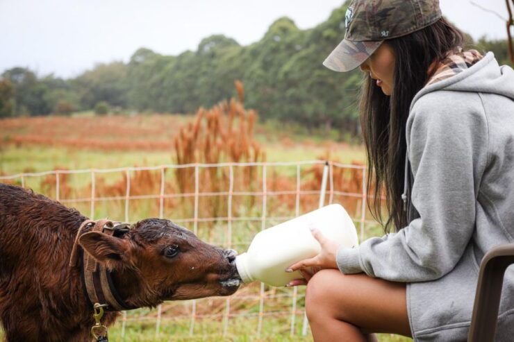 Hilo: Bottle Feed & Cuddle Baby Goats - Farm Experience Overview