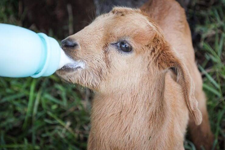 Hilo: Bottle Feed & Cuddle Baby Goats - Reservation and Cancellation Policy
